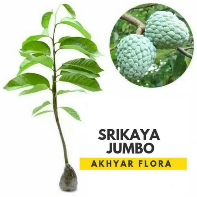 cler bibit srikaya jumbo tanaman buah srikaya jumbo %%##%%