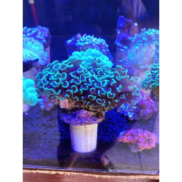 coral Siwalan ijo