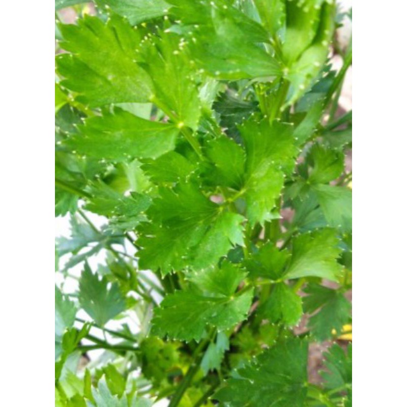 

daun sup