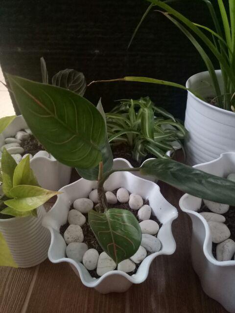 Tanaman Hias Aglonema Rotundum