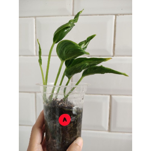 Epipremnum Aureum Shangrila Variegata A