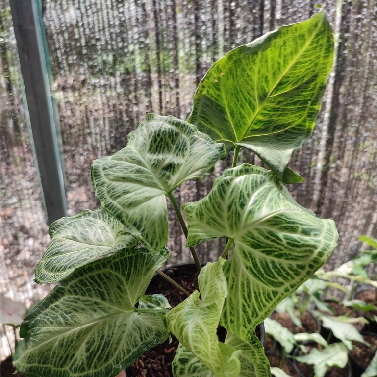 Bunga Murah Syngonium Batik Tanaman Hias Singonium Cantik