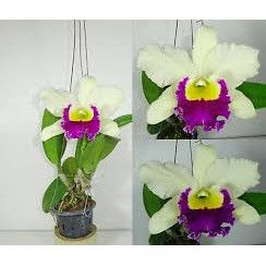 Jual Anggrek Catleya Rlc Pathum Green | Shopee Indonesia