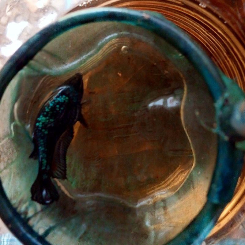 CUPANG AVATAR GORDON