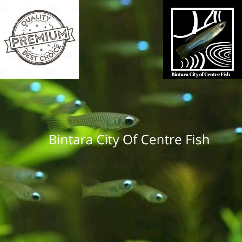 Ikan Blue Eyes, size 2-2,2cm (M/ML), min order 50 ekor