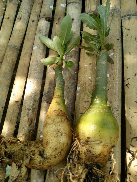 Bibit Bunga Kamboja Jepang