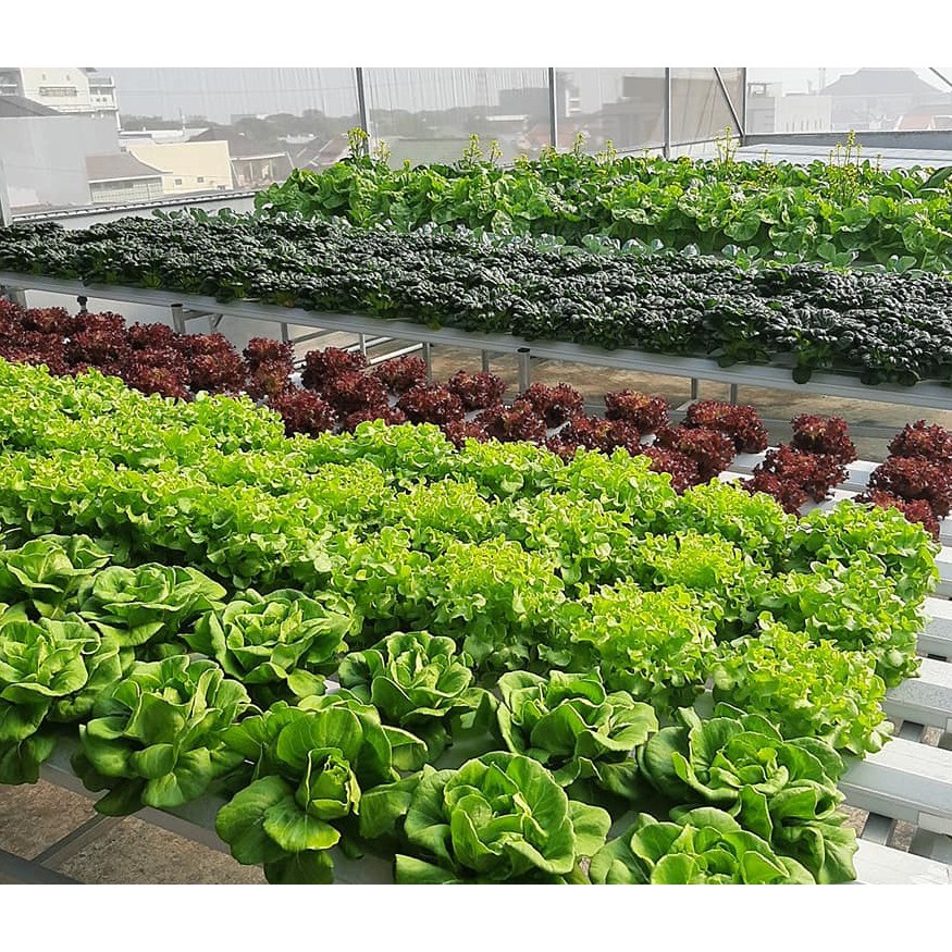 Benih Selada  RZ Import Lettuce Junction Butterhead Mondai Kristine Lolorosa Pills Jonction