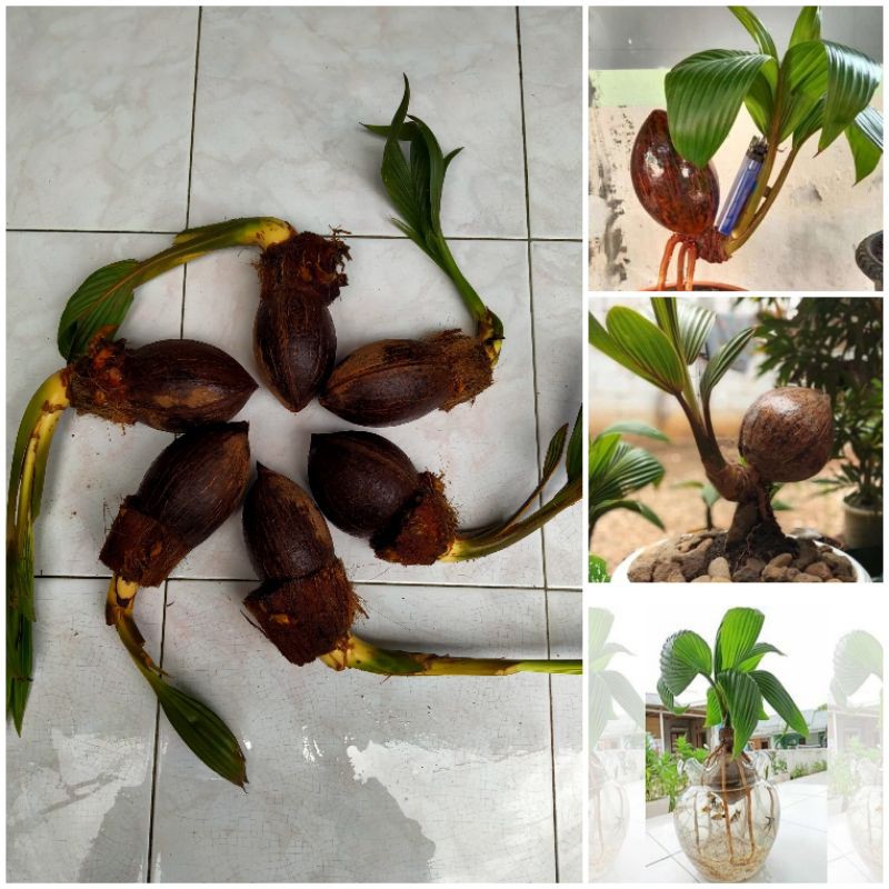 bahan bonsai kelapa MINION bertunas dan berakar