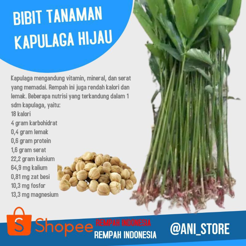 Kapulaga / Bibit kapulaga / kapulaga Bibit Kapulaga Murah