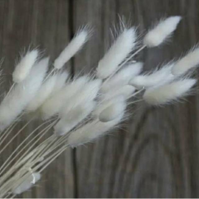 (5-10 pcs) Bunny Tail / Lagurus Dried Flowers