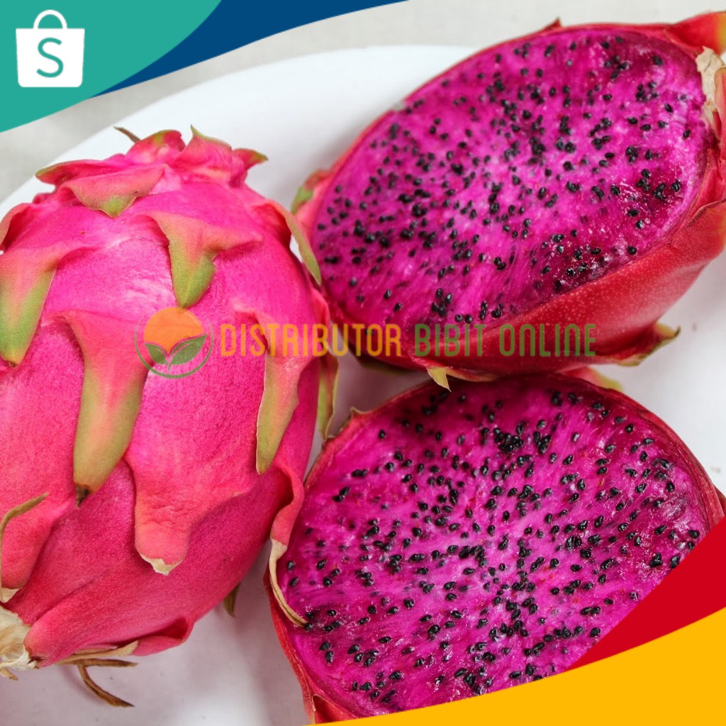 Bibit Buah Naga Merah bibit okulasi majalengka
