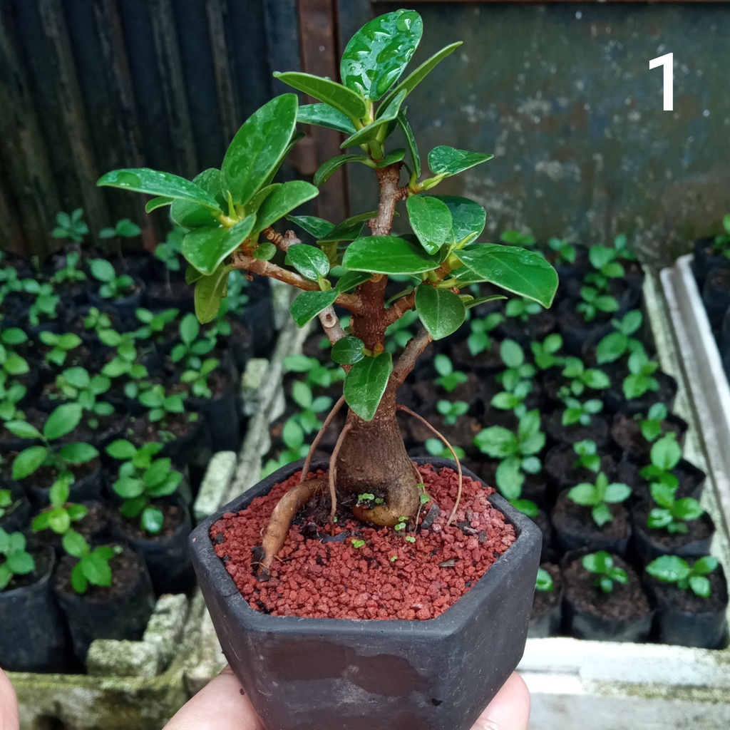 Jual Mame Beringin Dolar / Beringin Korea Model 1, Bonsai Mame Shito