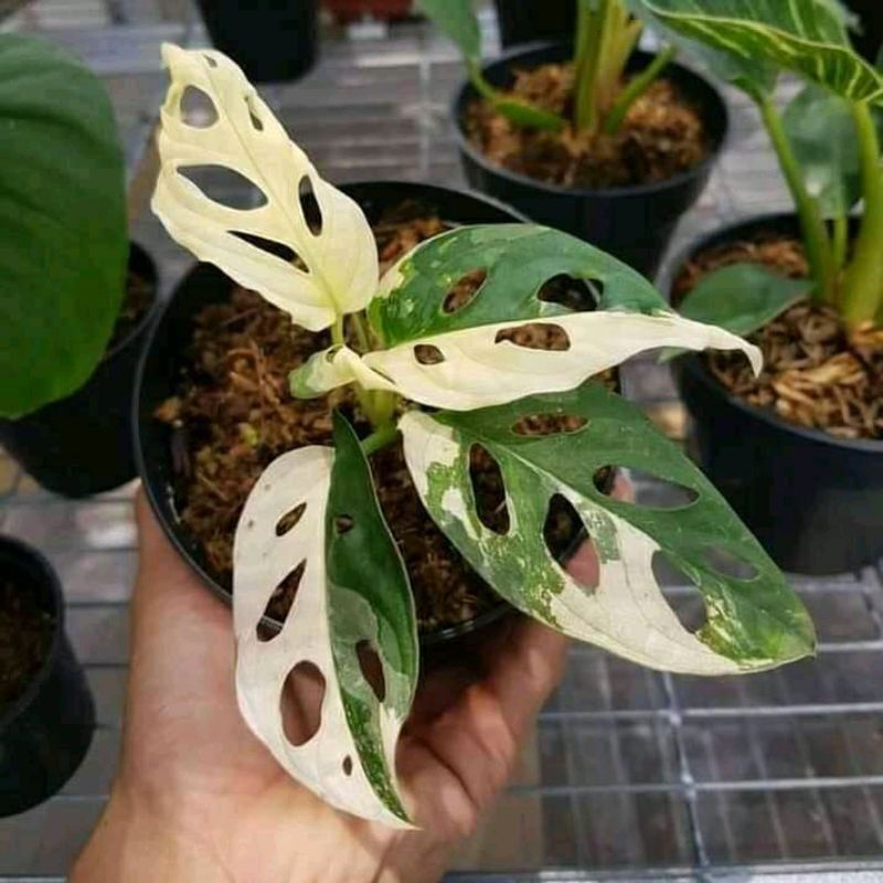 janda bolong varigata / Monstera acuminata varigata / janbol japanes varigata