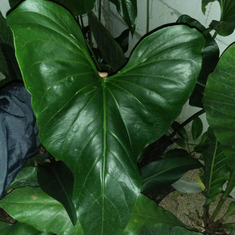 tanaman hias anthurium watermaliense jumbo