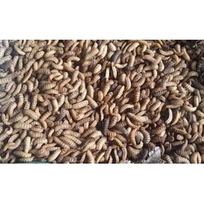 

Magot Hidup 1KG