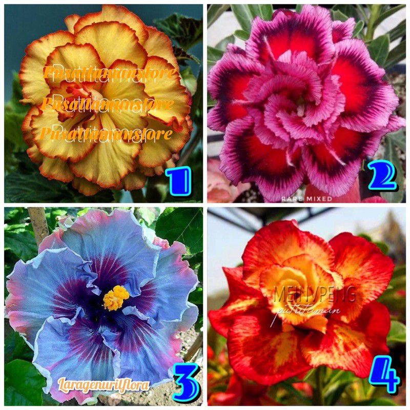 4 PAKET TANAMAN HIAS ADENIUM KAMBOJA JEPANG BUNGA TUMPUK