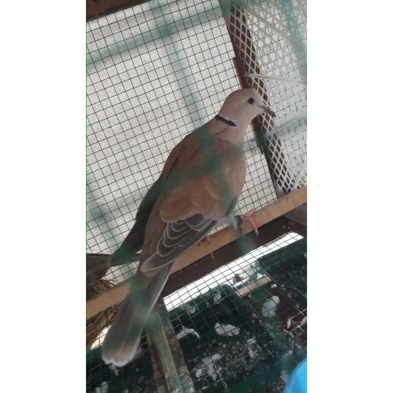 Puter pelung Jantan Gacor Pakai Ring