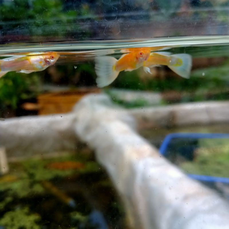 ikan guppy platinum murah
