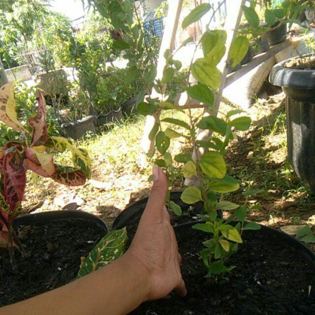 Bibit Bidara Arab/sidr 25-35cm