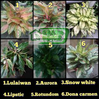 Bibit tanaman bunga aglaonema paket 6 batang | Shopee ...