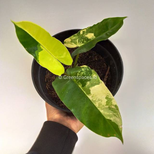 Tanaman hias philodendron burle marx variegated - brekele varigata