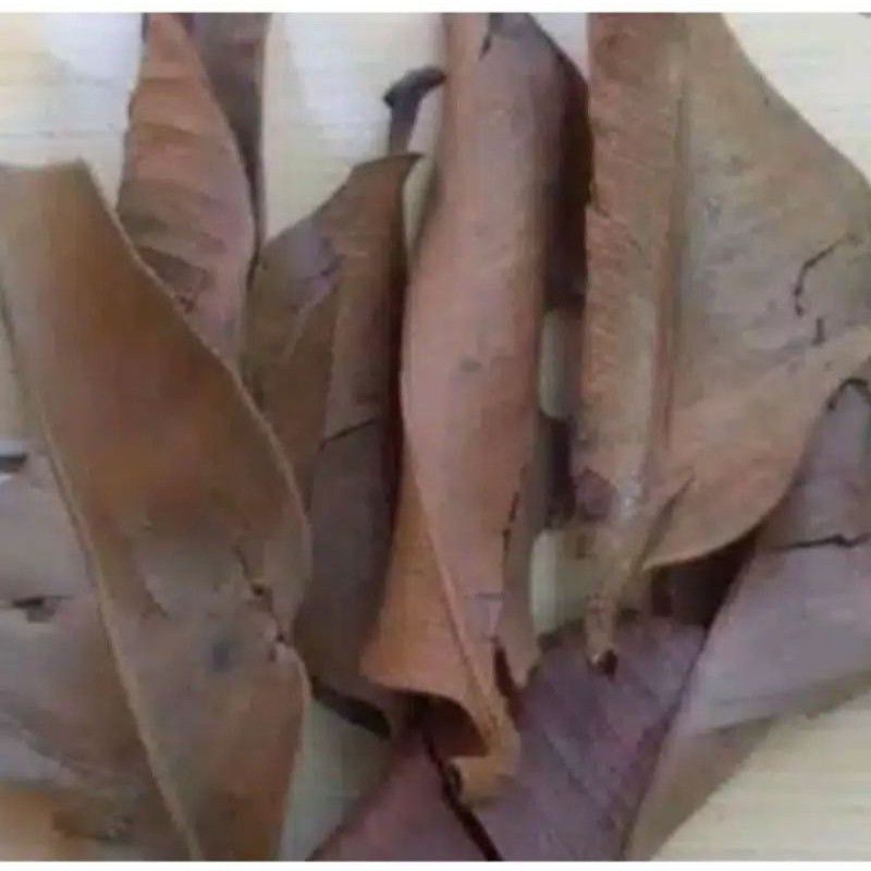 

promo daun manggis kering 50 lebar