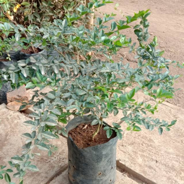 Bakal Bonsai Jeruk Kinkit // Jeruk Bonsai // Bakal Bonsai Jeruk Kingkit Prospek