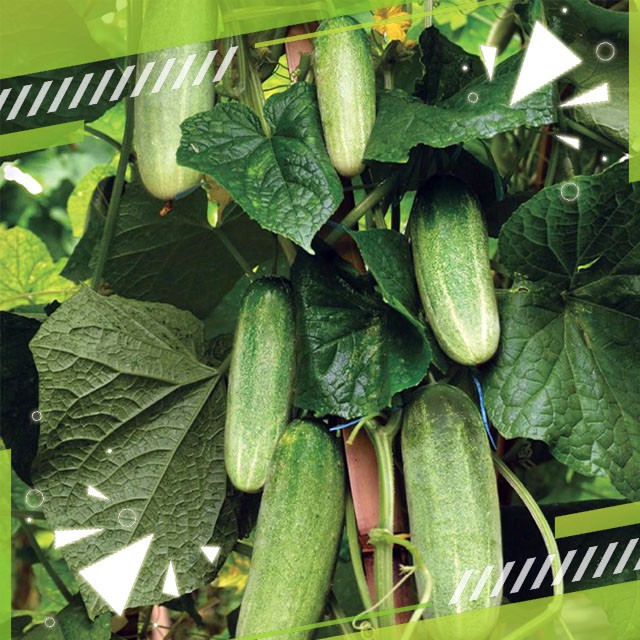 Gudange Benih Ketimun Lalap Vitani Organik F1