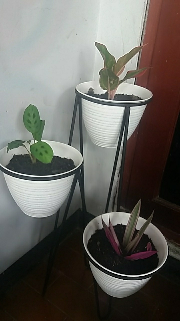 Standing Pot Bunga 3 In 1