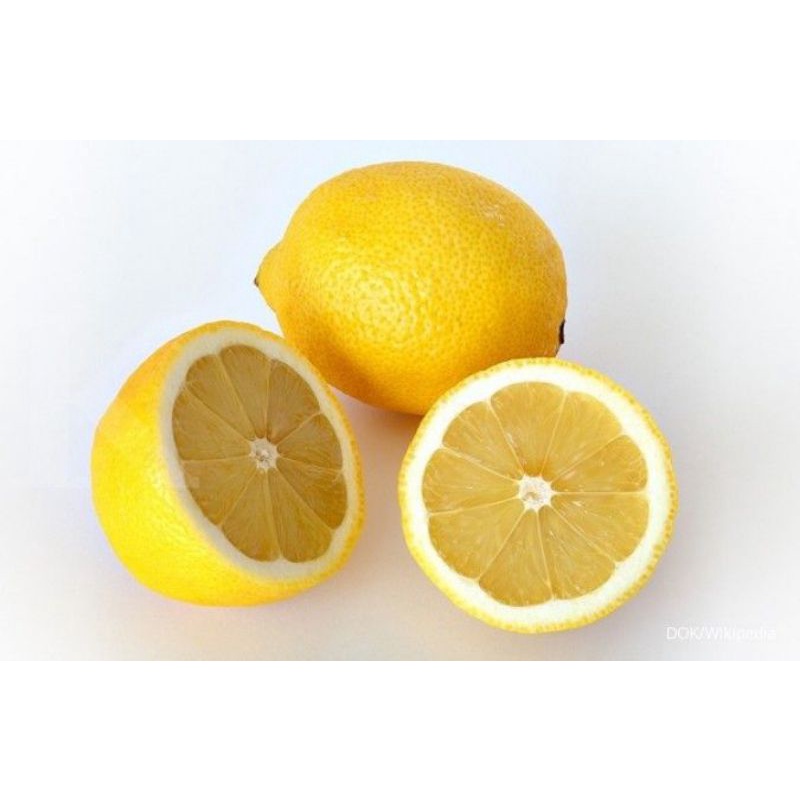 

jeruk lemond tampa biji