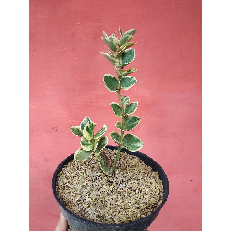 Bahan Bonsai Koleksi Natal Plum Variegata