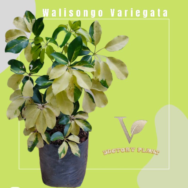 Walisongo Variegata Daun Lebar || Tanaman Hias Indoor Outdoor || Pohon Umbrella Plant Tinggi 30cm Up