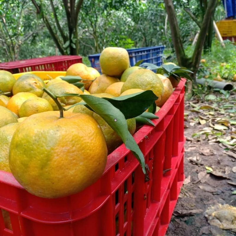 Bibit Jeruk Keprok Siem Madu Terlaris