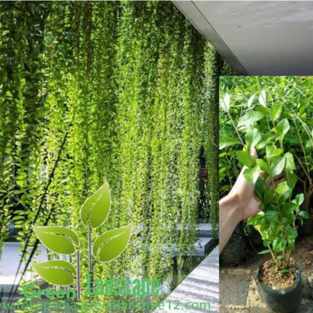 PROMO tanaman hias Likwanyu Vernonia elliptica