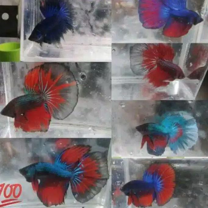 Ready Cupang Halfmoon Slayer Jantan Murah