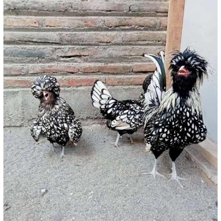 

TELUR AYAM POLAND BATIK/SILVERLACED DAN GOLDLACED UNTUK DI TETASKAN