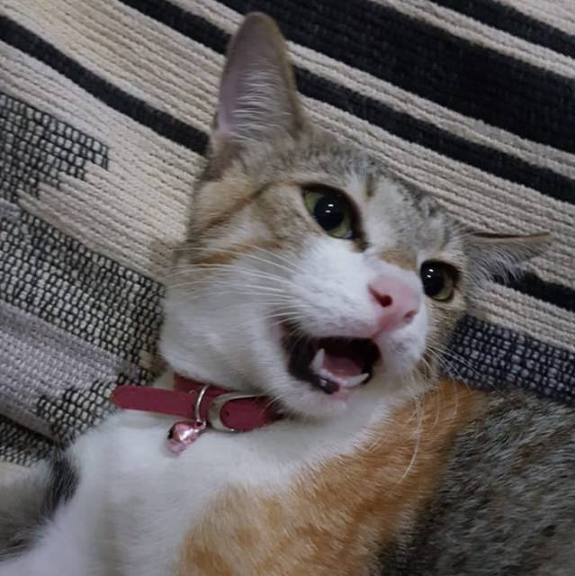 idmofat