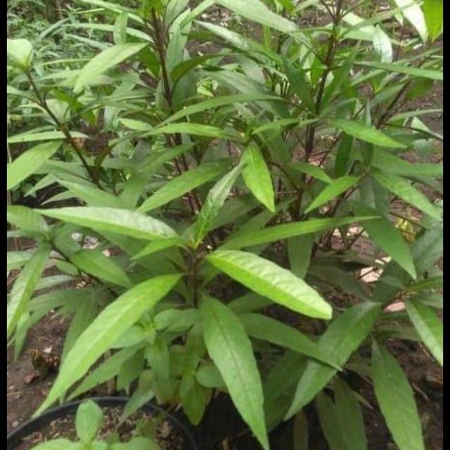 

Daun ganda rusa