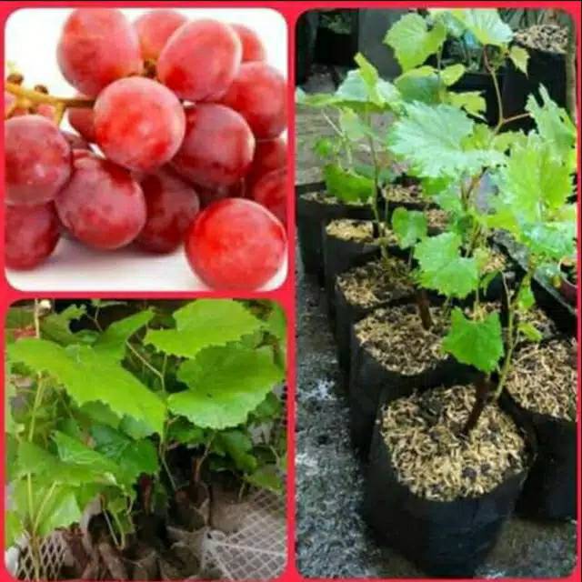 Bibit anggur merah kualitas unggul