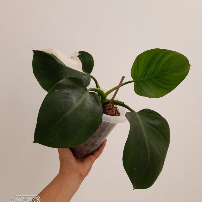 Tanaman Hias Philodendron White Wizard REAL PICTURE