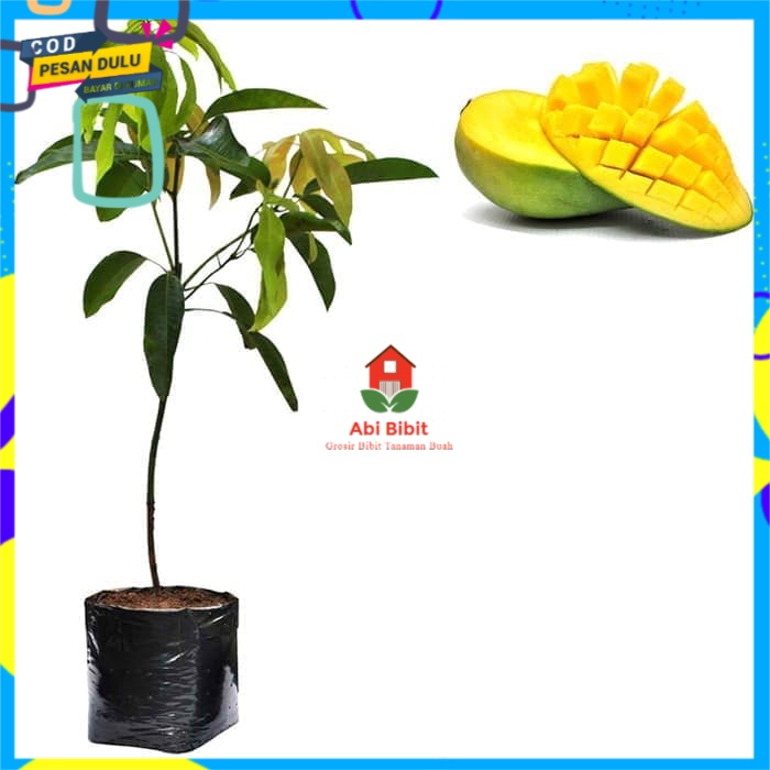 Bibit Mangga Arumanis