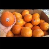 

Jeruk Sunkist