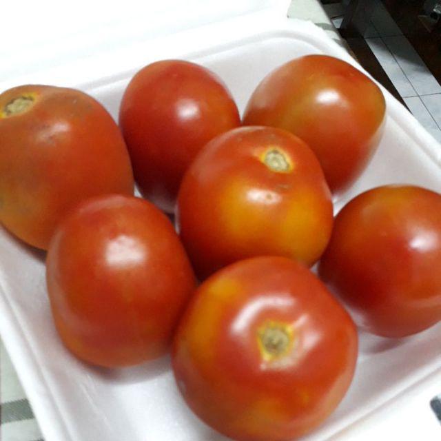 Tomat Merah Fresh Lokal [1 Buah berat 100200gr] Harga