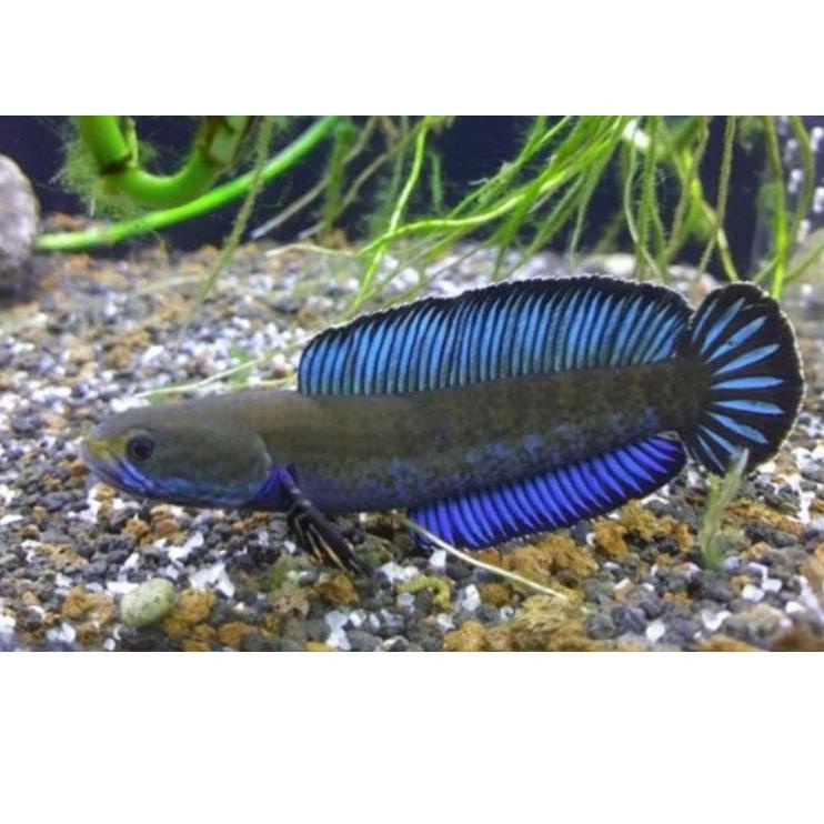 Terbaik.. channa andrao 7-12cm