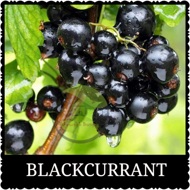 Benih Buah Blackcurrant Benih Buah Kismis