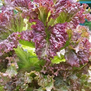 MGI 150 benih Selada merah salad F1 ava Red  bibit tanaman sayur sayuran red lettuce hidroponik