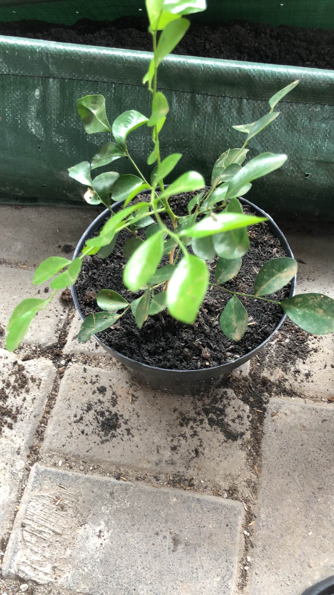 Bibit Tanaman Bunga Hias Rombusa Bunga  Putih