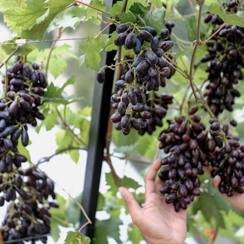 Bibit Anggur Import Jenis Jupiter Asli  Super