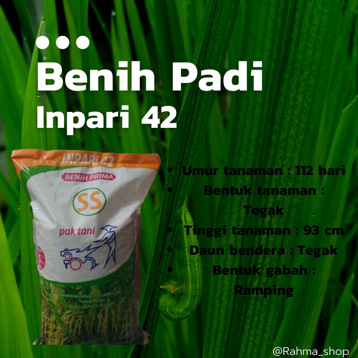 BENIH PADI INPARI 42 BIBIT PADI UNGGUL BERSERTIFIKAT BERLABEL