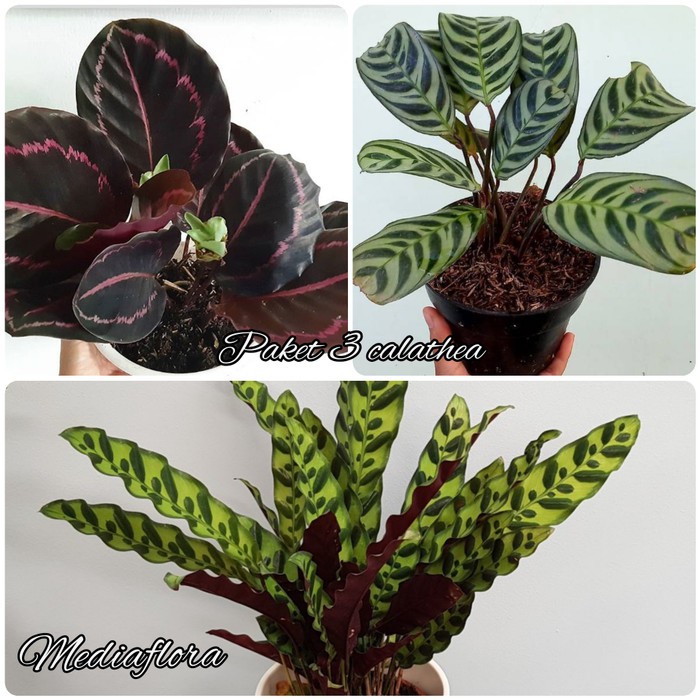 Paket 3 Tanaman Hias Calathea - Bibit Tanaman Hias Kalatea Calathea